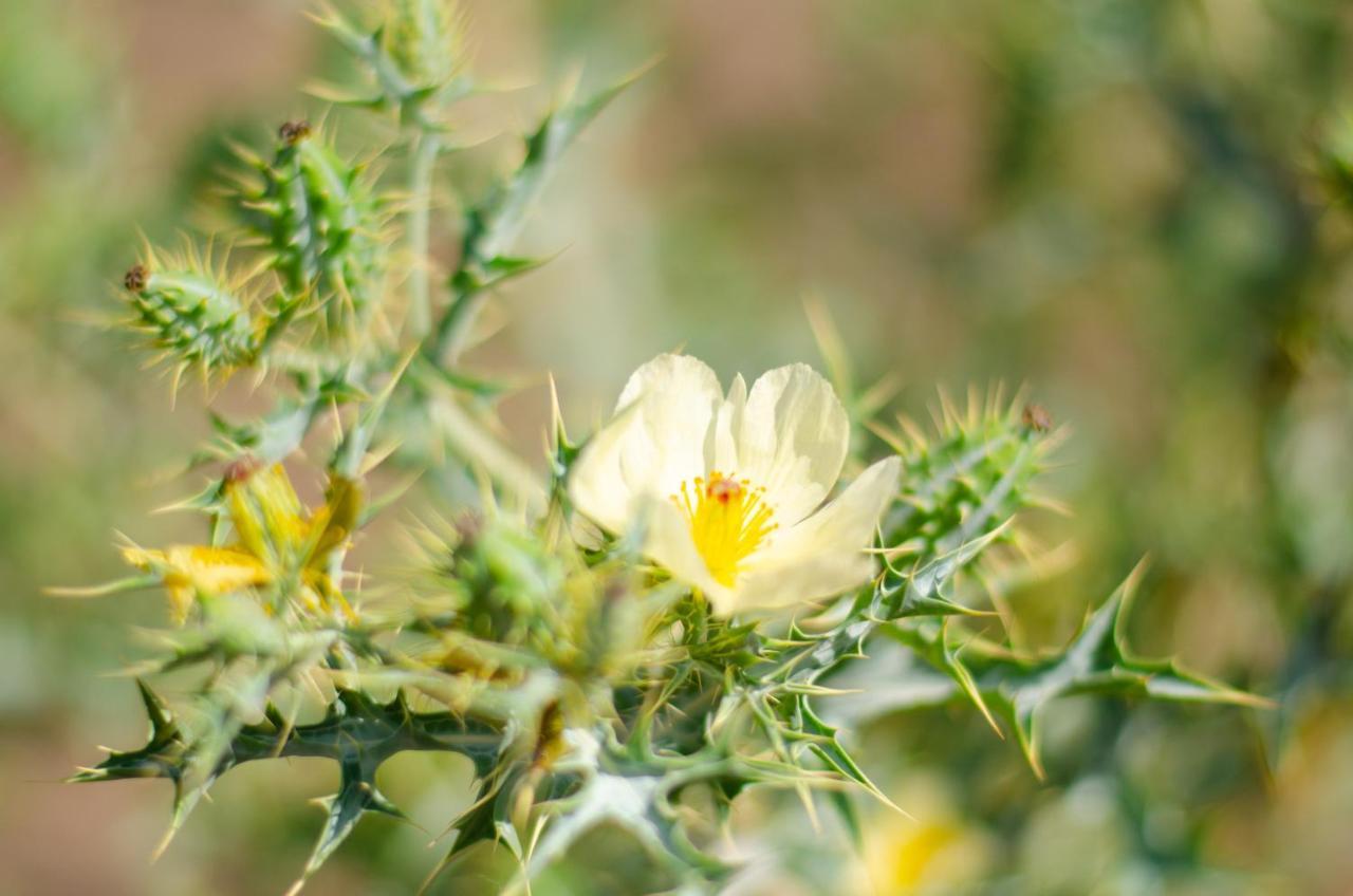 Desert Dew Guest House Hutchinson Esterno foto